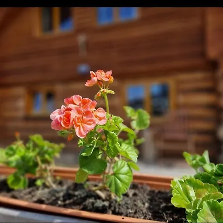 Naturstammhaus Pauker Klagenfurt am Woerthersee